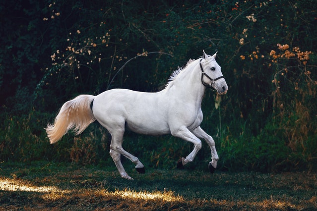 hvid hest