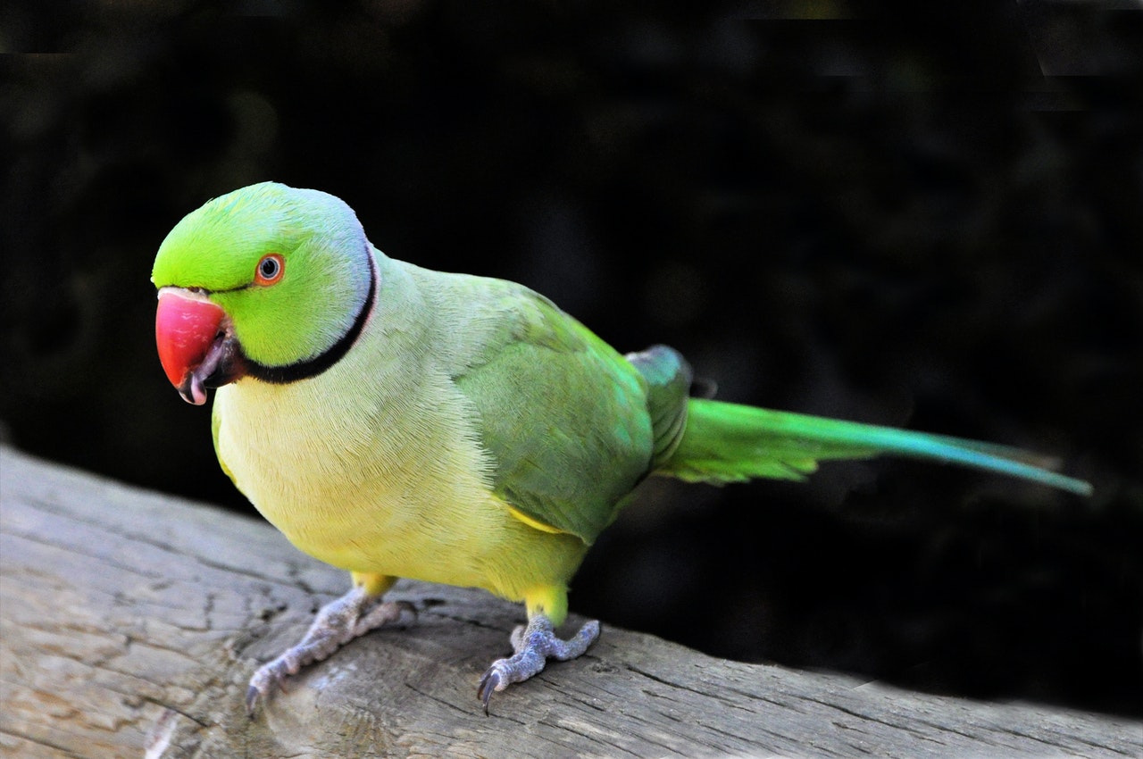 Grøn og gul papegøje står på gren